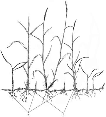 Propagation strategies of Deyeuxia angustifolia in heterogeneous habitats